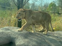 -北京野生动物园