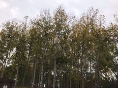 -仁和公园(顺义区)