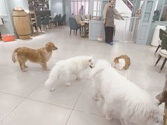 -安格丽娜·狗咖·猫咖羊驼咖(春熙路百盛商场店)