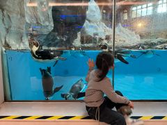 -帝企鹅自助餐厅•儿童岛•真企鹅(长隆企鹅酒店)