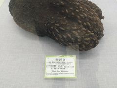 -北京中医药大学-中医药博物馆