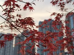 -西北湖绿化广场