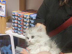 -屋虎猫馆(宝安大仟里店)
