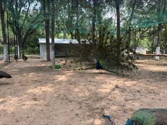 -山东艺术学院(长清校区)