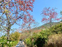 -海南霸王岭国家森林公园