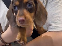 -萌宠之家·腊肠犬·马尔泰·小体犬舍