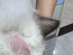 -中农国际动物医院24小时·猫科·骨科·急重症中心