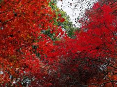 -秋霞圃