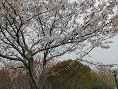 -高东镇樱花园