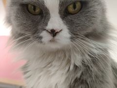 -喵园·猫主题咖啡厅·撸猫·猫咖(国贸店)