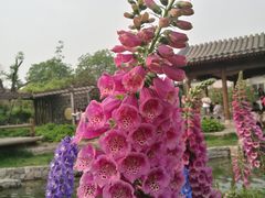 -春风习习