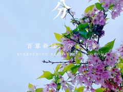 -天适樱花悠乐园