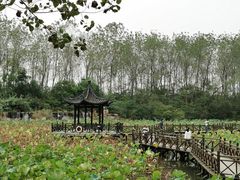 -合肥滨湖国家森林公园