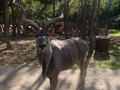 -清迈夜间动物园