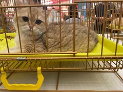 -帕帕拉兹宠物(亚洲旗舰店)