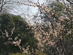 -无锡梅园公园