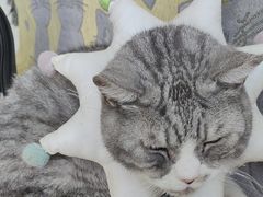 -瑞鹏宠物医院·内科·中兽医·骨科(苗圃店)