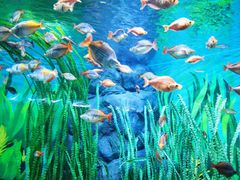 -上海海洋水族馆