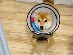 -创凡宠物医院·骨专科  猫科中心(西乡分院)