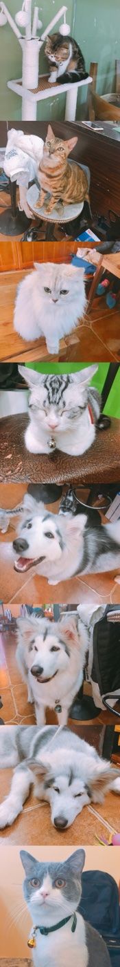 -李小姐の猫咖啡馆(五角场店)