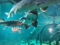 -华夏文旅海洋公园