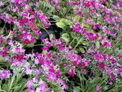 -绵阳盛世樱花悠乐谷