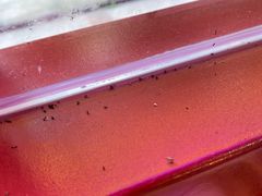 -十三姨正合丰烤肉(营迹路店)