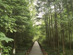 -桤木河湿地公园