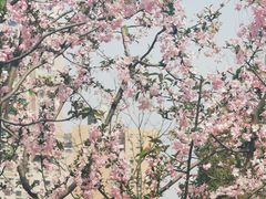 -和平公园