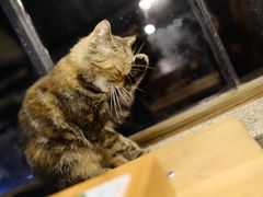 -more than meow吴止猫主题餐厅(承德 中船汇店)