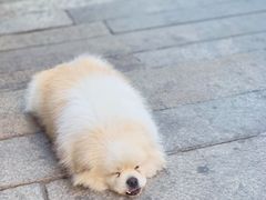 -阿芬卤面(花巷店)