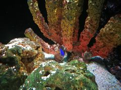 -暹罗海洋世界