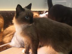 -more than meow吴止猫主题餐厅(承德 中船汇店)