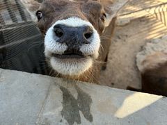 -石家庄市动物园