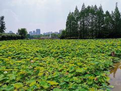 -黄兴公园