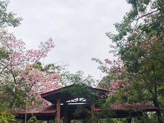 -攀枝花公园