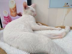 -猫小院猫主题咖啡厅(北锣店)