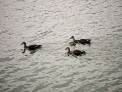 -海珠湖公园