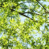 春色正好,游客不少。疫情前只有附近居民饭后来遛达