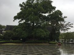 -八大山人梅湖景区