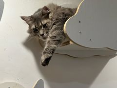 -楼上猫咖(罗湖店)