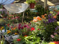 -曲阳花鸟市场(曲阳路店)