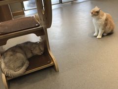 -飞行喵MR PILOT|猫舍·猫咖(静安大融城店)