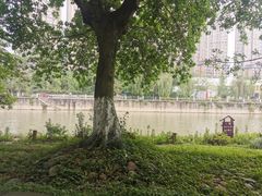 -成都市活水公园