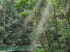 -西双版纳原始森林公园