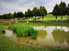 -紫颐香薰山谷景区