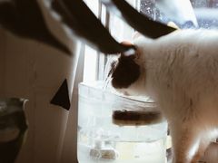 -平行世界·猫咖(首经贸店)