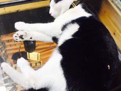 -猫的天空之城概念书店(杭州南宋御街店)