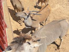 -西霞口神雕山野生动物世界