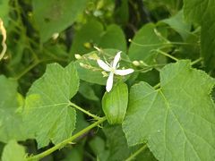 -上海佘山国家森林公园西佘山园